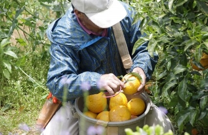 契約農家さんから直送 新鮮で安心できる岡山県産果物
